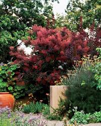 A gardener or landscaper has plenty of choices available for growing flowering shrubs in zone 5. Garden Tour Serene Setting Garden Landscape Design Gothic Garden Outdoor Plants