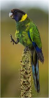 Birds That Sing In The Morning Australia Number 28 Australian Parrots Australian Native Animals Pet Birds