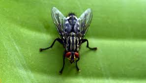 Resultado de imagen de insectos
