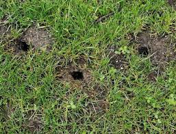 So können diese löcher durchaus auch von einem igel stammen. Locher In Rasen Garten Natur Loch