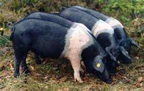 Cinta Sienese Animals Pig Pets