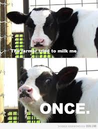 That Husky Got Nothing On This Cow Corny Jokes Punny Jokes Cheesy Jokes