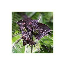 Black Bat Flower Seeds Tacca Chantrieri Prijs 2 85
