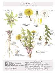 Foraging Feasting Dandelion Poster Foraging And Feasting Edible Wild Plants Dandelion Plant Healing Plants