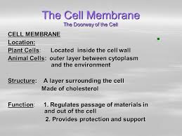 Check spelling or type a new query. Parts Of Plant And Animal Cells Structure And Function Ppt Video Online Download