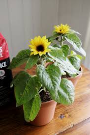 How soon do i need to replant in bigger pots and how big? Growing Dwarf Sunflowers In Pots With Pro Mix Under A Tin Roof