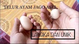 Ayam jantan atau betina itu sangat penting buat para peternak, karena pertumbuhan ayam jantan lebih cepat dari ayam betina. Jual Telur Lanang Langka Antik Telur Ayam Jago Kab Jember Kevin Arbhithu Tokopedia