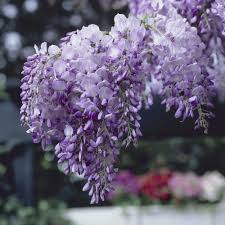 Amethyst falls wisteria (wisteria frutescens) prices start at : Cottage Farms Direct Trees Amethyst Falls Wisteria
