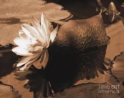 Buy now serena & lily. Chocolate Water Lily Pond Wall Decor Photograph By Carol F Austin