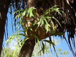 Image result for parožnatka Platycerium