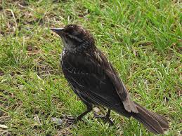 Underparts are whitish with heavy brown streaks; Bird Travel Photos Birding Sites Bird Information Female Red Winged Blackbird