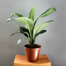 Early spring is the best time to divide spathiphyllum because it is beginning its most vigorous time of growth. Peace Lily Care Instruction