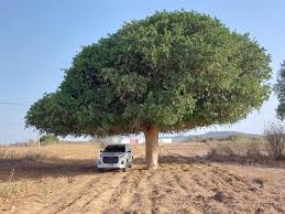 Image result for Dobera