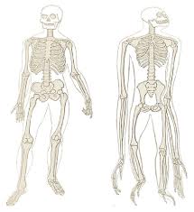 9 lobes of the brain. Compare A Human And Chimpanzee Skeleton Biology Libretexts