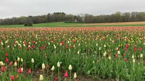 Whether you're in search of a small gift for one person or a larger gift for a family or group to share, you're sure to find the perfect gift at edible arrangements®. Preston Ct Tulip Farm Main Page Wicked Tulips Flower Farm
