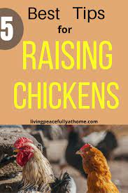 Backyard Birds 5 Best Tips For Raising Your First Layer Hens Laying Hens Raising Chickens Backyard Birds
