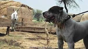 Enjoy the pics and watch for weekly updates. World Famous Father Of The Pure Bully Kutta 9 Lakhia Video Dailymotion