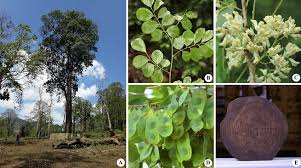 Image result for Dalbergia