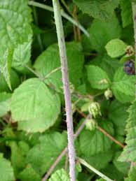 Image result for Rubus kirungensis