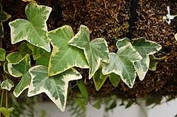 Image result for Hedera