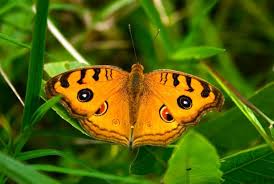 Maybe you would like to learn more about one of these? Myths Symbolism And Meaning Of Orange Butterflies