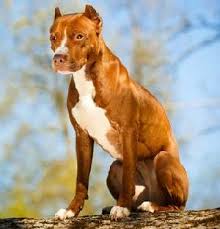 Ranging from a pale to an almost charcoal tone. Blue Nose Pit Bulls Important Facts You Should Know