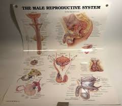 Details About The Male Reproductive System Anatomical Chart Laminated