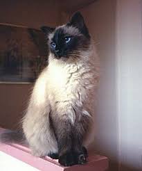 Balinese Cats Are A Breed Of Oriental Cats With Long Hair And Siamese Style Markings Or Points Balinese Cats Resemble A Siamese W Balinese Cat Cat Facts Cats