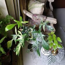 The Variegated Philodendron Florida Beauty With A Lime Green New Leaf To Match The Neon Pothos Philodendronfriday Balconyjungle