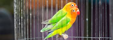 Dreamstime is the world`s largest stock photography community. Lovebirds As Pets Supplies Care Petsmart