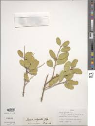 Image result for Boscia matabelensis