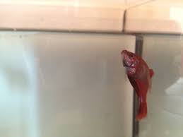 Pentru un acvariu avem nevoie de unul de sticla.apoi iti va trebuii plante de plastic sau chiar adevarate dar atentie ! PeÈ™tii De Acvariu AceÈ™ti Criminali TÄƒcuÈ›i Arhiblog