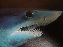 Shortfin Mako Shark Wikipedia