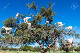 Résultat de recherche d'images pour "goats in argan tree"