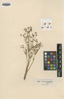 Image result for Pycreus flavidus