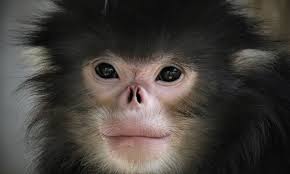 Monkey app download ✅ how to get monkey app download on ios/android 2020 hey guys, welcome back to the channel New Protected Area Raises Hopes For Critically Endangered Monkey