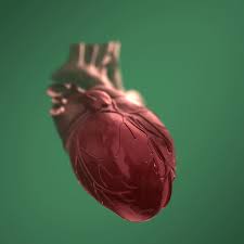 A heart physiology animation runs at 30 frames per second. Circulatory System By Paulina Nowacka On Genially