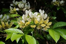 Image result for Crateva