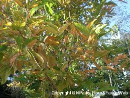 Image result for Citharexylum