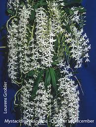 Image result for Mystacidium