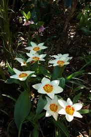 Maybe you would like to learn more about one of these? Jungle Tulips Open Despite The Dappled Shade Jungle Flowers Jungle Flowers Photography Bulbous Plants