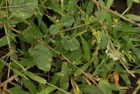 Image result for Boerhavia coccinea