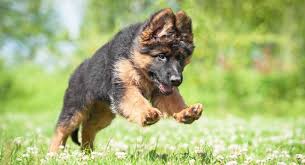 Vom ragnar german shepherds is one of the top rated purebred gsd breeders. The Do S And Don Ts Of Exercising A Young German Shepherd Ready Set Puppy