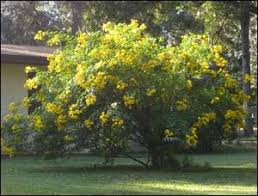 Image result for Cassia angolensis