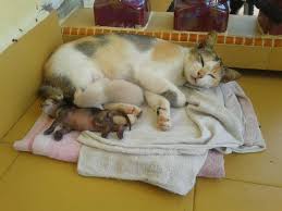 Maybe you would like to learn more about one of these? Kenapa Saya Tidak Memelihara Kucing