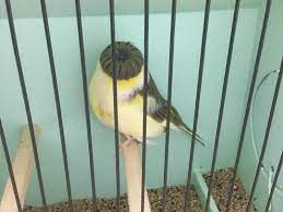 Gloster canary for sale near me. Gloster Canaries For Sale Birdtrader