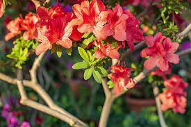 Azaleen gehören zur familie der heidegewächse und zur gattung der rhododendren. Unterschied Zwischen Azaleen Und Rhododendren