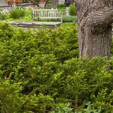 A patented golden, orange, and green highlighted arborvitae that is dense and round in shape. Online Tree Shrubs And Plant Sales