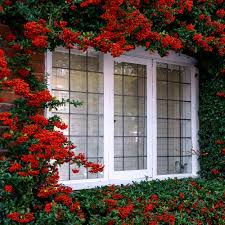 Image result for Pycnosphaera buchananii