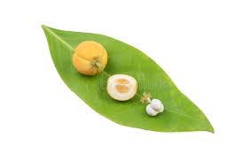 Image result for Suregada